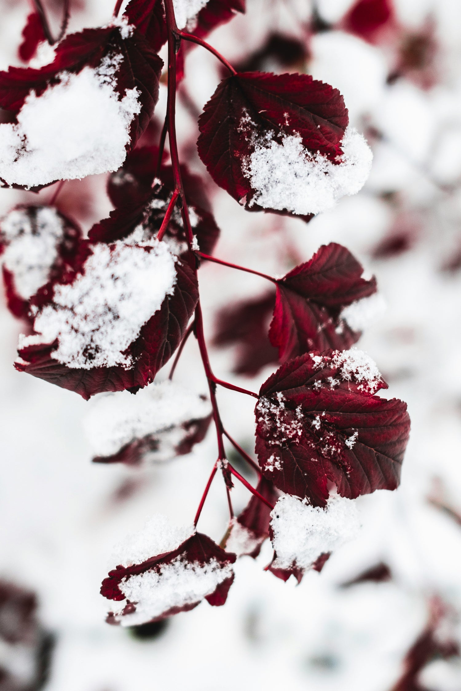 Winter Limited Edition - Burgundy