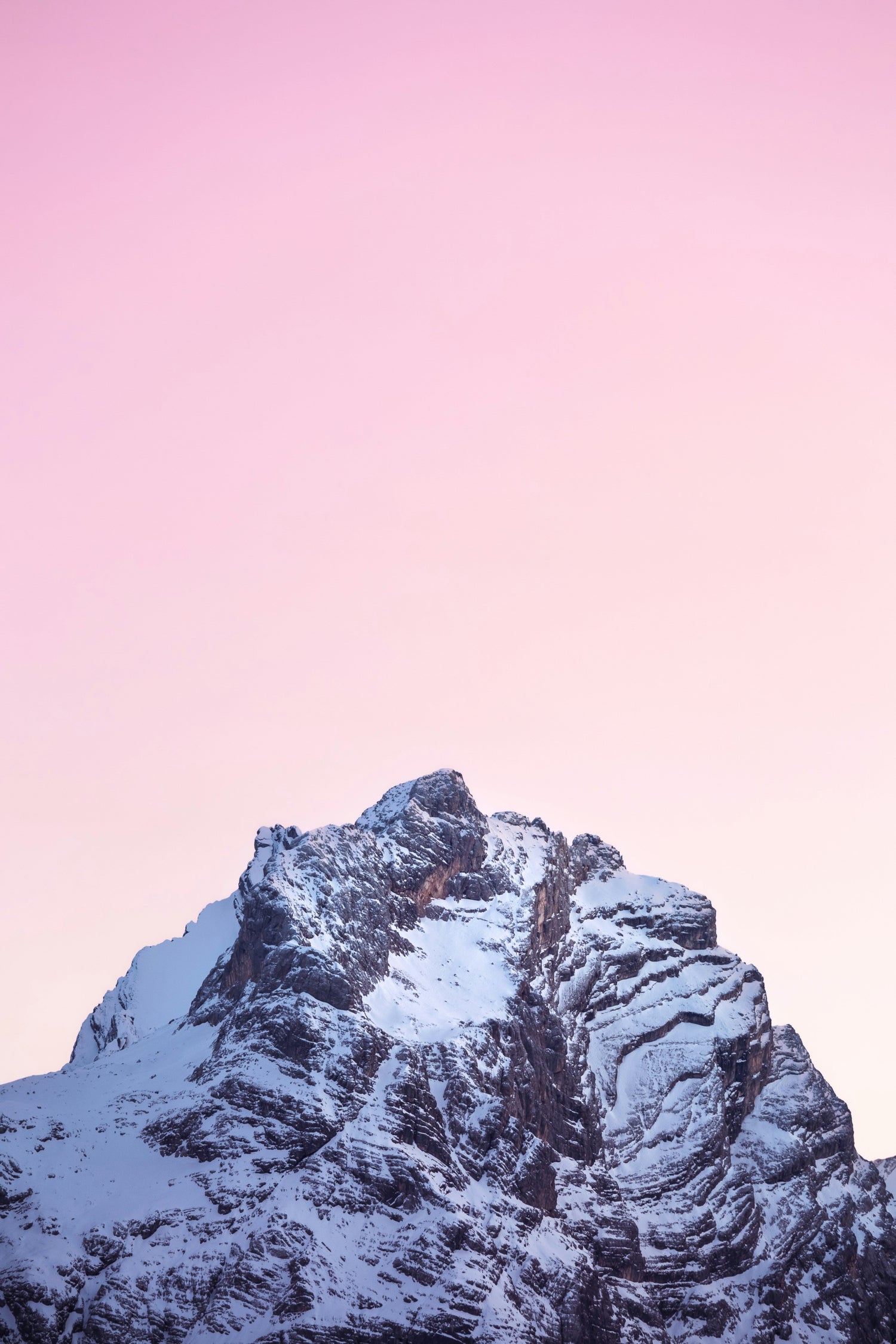 Rose des Cimes
